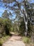 A section of the walking trail near Mini Ha Ha Falls, Katoomba