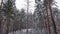 Section of winter pine forest during snowfall, vertical panning