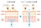 Sectional view of the skin illustration. Comparison of protection effect between healthy skin and wounded skin