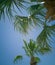 Sector, the element of a striped colored umbrella and branch, palm leaves background  clean  sky