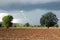 Secular oak in the countryside