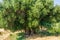 Secular Olive Tree with large an d textured trunk in a field of olive trees in Italy, Marche