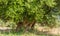 Secular Olive Tree with large an d textured trunk in a field of olive trees in Italy, Marche