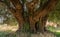 Secular Olive Tree with large an d textured trunk in a field of olive trees in Italy, Marche