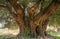 Secular Olive Tree with large an d textured trunk in a field of olive trees in Italy, Marche