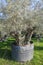 Secular olive tree in pot for sale