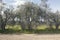 Secular olive trees in the Basilicata region in southern Italy