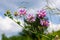 Securigera varia or Coronilla varia, commonly known as crownvetch or purple crown vetch