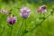 Securigera varia or Coronilla varia, commonly known as crownvetch or purple crown vetch