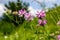 Securigera varia or Coronilla varia, commonly known as crownvetch or purple crown vetch