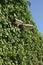 Security cameras on ivy covered wall