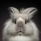 Sedate closeup portrait lovely whisker easter English Angora rabbit in studio.