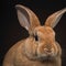 Sedate closeup portrait lovely whisker easter Tan rabbit in studio.