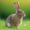 Sedate easter Cinnamon rabbit portrait full body sitting in green field