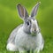 Sedate easter creme d'argent rabbit portrait full body sitting in green field