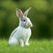 Sedate easter dutch rabbit breeding portrait full body sitting in green field