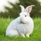 Sedate easter English Angora rabbit portrait full body sitting in green field