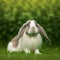 Sedate easter English Lop rabbit portrait full body sitting in green field