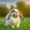 Sedate easter English Lop rabbit portrait full body sitting in green field