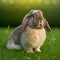 Sedate easter English Lop rabbit portrait full body sitting in green field