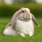 Sedate easter English Lop rabbit portrait full body sitting in green field