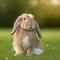 Sedate easter English Lop rabbit portrait full body sitting in green field