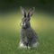Sedate easter English Spot rabbit portrait full body sitting in green field