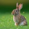 Sedate easter English Spot rabbit portrait full body sitting in green field
