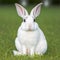 Sedate easter Florida white rabbit portrait full body sitting in green field