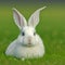 Sedate easter French angora rabbit portrait full body sitting in green field