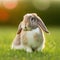 Sedate easter Mini Lop rabbit portrait full body sitting in green field