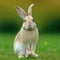 Sedate easter Palomino rabbit portrait full body sitting in green field