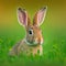 Sedate easter Polish rabbit portrait full body sitting in green field