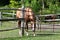 Sedated horse showing mud foot or pastern dermatitis after treatment