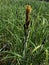Sedge Carex nigra
