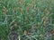 Sedge Carex nigra
