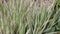 Sedge decorative. Silver wheatgrass. Blue sedge. Striped green grass Variegated sedge `Ice Dance` Carex morrowii, foliosissima f