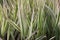 Sedge decorative. Silver wheatgrass. Blue sedge. Striped green grass Variegated sedge `Ice Dance` Carex morrowii, foliosissima f