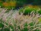 Sedge grass blooming in summer