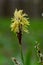 Sedge hairy blossoming in the nature in the spring.Carex pilosa. Cyperaceae Family