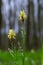 Sedge hairy blossoming in the nature in the spring.Carex pilosa. Cyperaceae Family