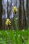 Sedge hairy blossoming in the nature in the spring.Carex pilosa. Cyperaceae Family