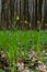 Sedge hairy blossoming in the nature in the spring.Carex pilosa. Cyperaceae Family