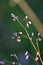 Sedge seeds on a summer evening.