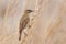 Sedge warbler