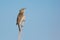 Sedge warbler