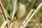 Sedge Warbler (Acrocephalus schoenobaenus)