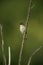 Sedge warbler, Acrocephalus schoenobaenus