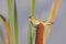 Sedge Warbler (Acrocephalus schoenobaenus).
