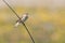 Sedge Warbler (Acrocephalus schoenobaenus) singing